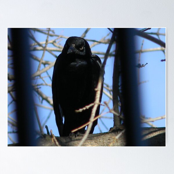 Item preview, Grackle Waits designed and sold by Navigator.
