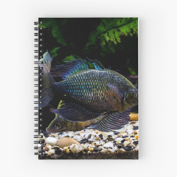Item preview, Glossolepis wanamensis designed and sold by Derek Byrne.