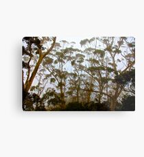 Mt Warning Metal Print