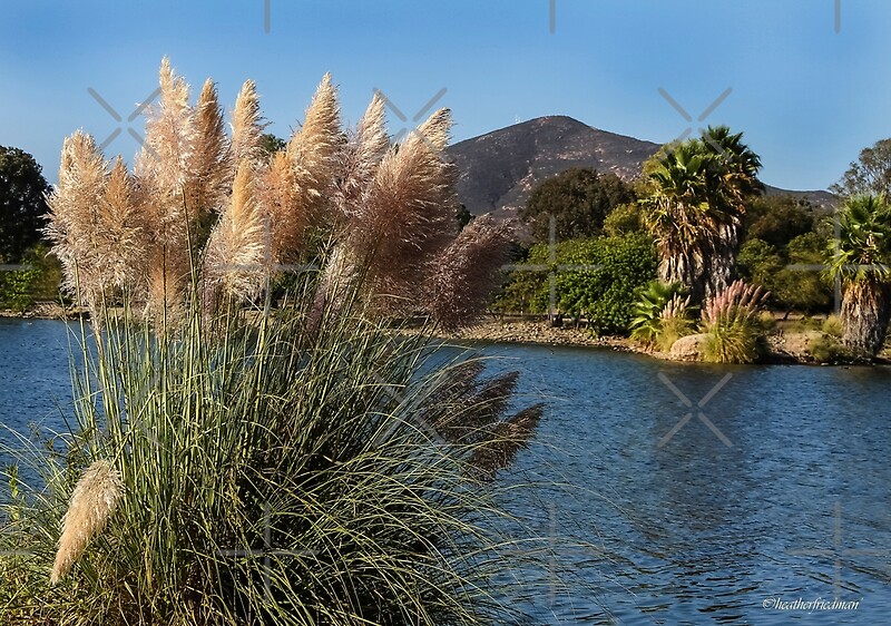 "Pampas Grass At Lake Murray, San Diego County, California, USA" by