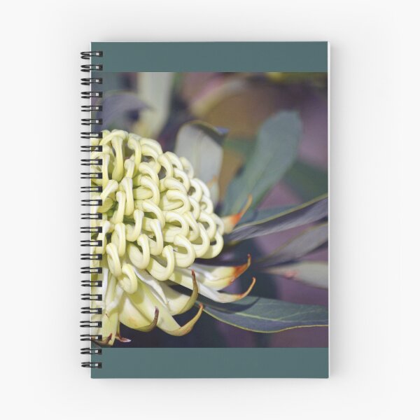 Item preview, Wirrimbirra Waratah designed and sold by Cloudlingpics.