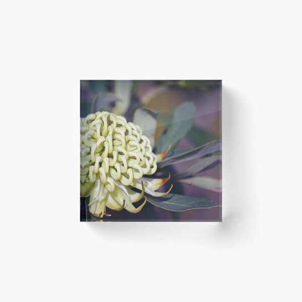 Item preview, Wirrimbirra Waratah designed and sold by Cloudlingpics.