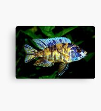 AULONOCARA CICHLIDS Canvas Print