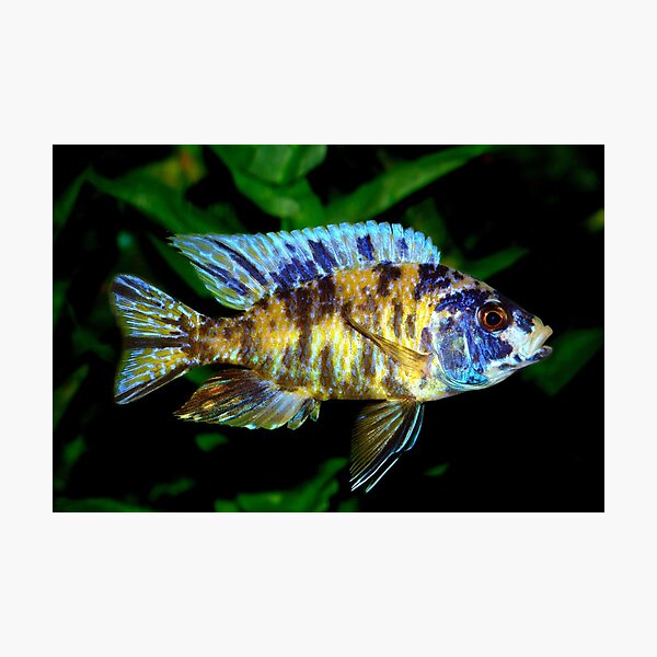 AULONOCARA CICHLIDS Photographic Print
