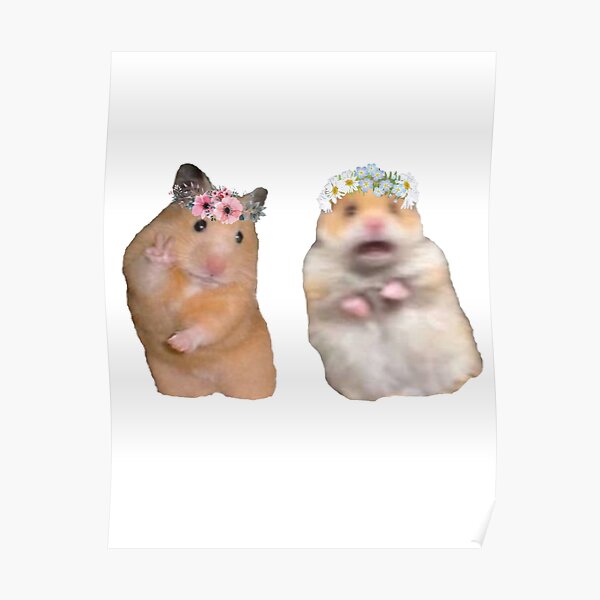 Featured image of post Meme Hamster Cult Pfp : If you don&#039;t know what the hamster cult is it&#039;s a tiktok cult of hamsters and the mascot is the meme staring hamster.