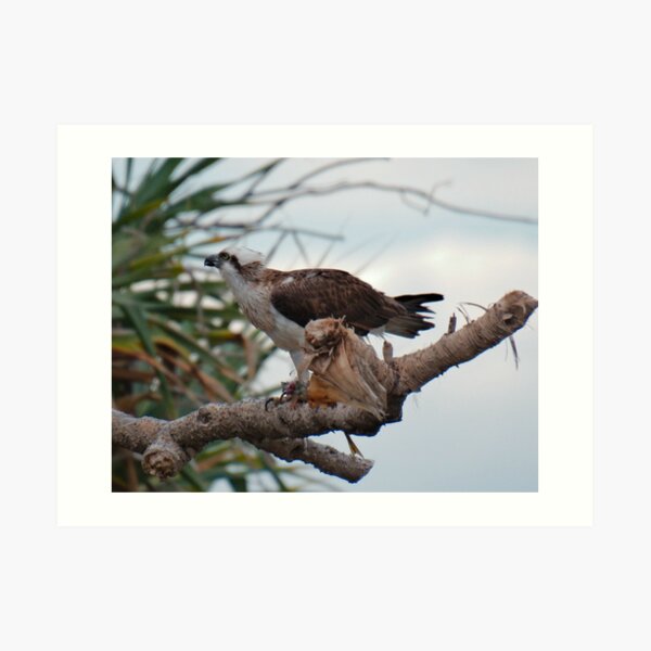 SC ~ WO ~ RAPTOR ~ Eastern Osprey 82TVX4FF by David Irwin 131019 Art Print
