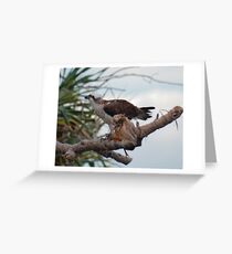 SC ~ WO ~ RAPTOR ~ Eastern Osprey by David Irwin 131019 Greeting Card