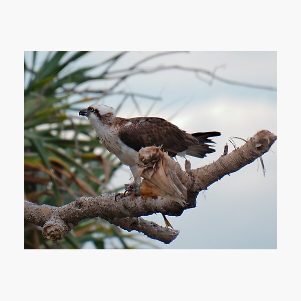 SC ~ WO ~ RAPTOR ~ Eastern Osprey 82TVX4FF by David Irwin 131019 Photographic Print