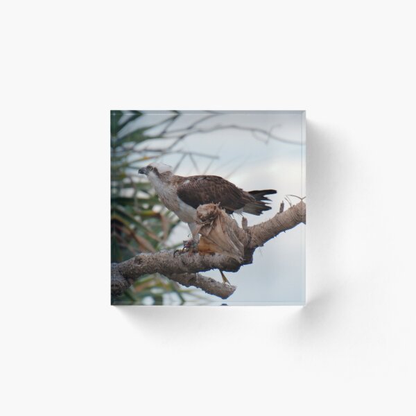 SC ~ WO ~ RAPTOR ~ Eastern Osprey by David Irwin 131019 Acrylic Block