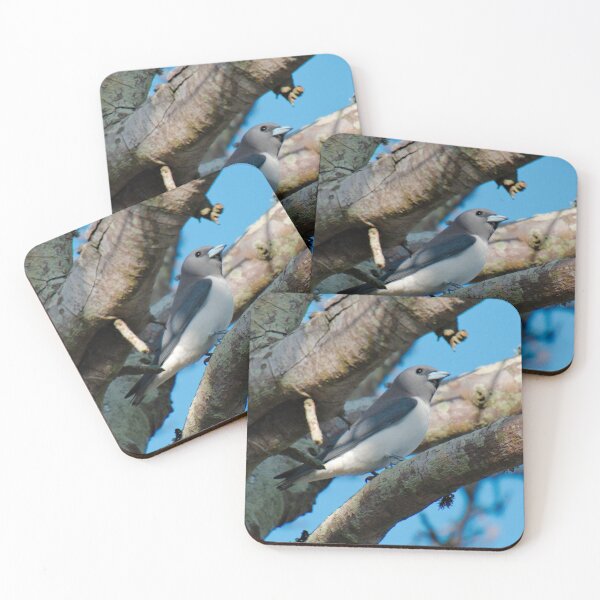 SC ~ WO ~ SWALLOW ~ White-breasted Woodswallow CSWNJCCS by David Irwin 131019 Coasters (Set of 4)