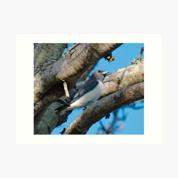 SC ~ WO ~ SWALLOW ~ White-breasted Woodswallow CSWNJCCS by David Irwin 131019 Art Print