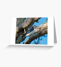 SC ~ WO ~ SWALLOW ~ White-breasted Woodswallow by David Irwin 131019 Greeting Card