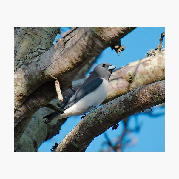 SC ~ WO ~ SWALLOW ~ White-breasted Woodswallow by David Irwin 131019 Photographic Print