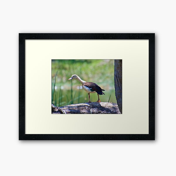 NT ~ WATERFOWL ~ Radjah Shelduck XM5ETAPV by David Irwin 131019 Framed Art Print