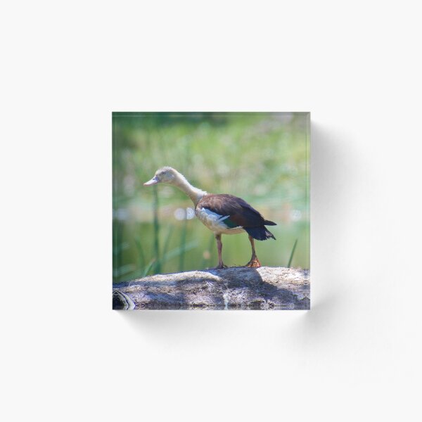 NT ~ WATERFOWL ~ Radjah Shelduck by David Irwin 131019 Acrylic Block