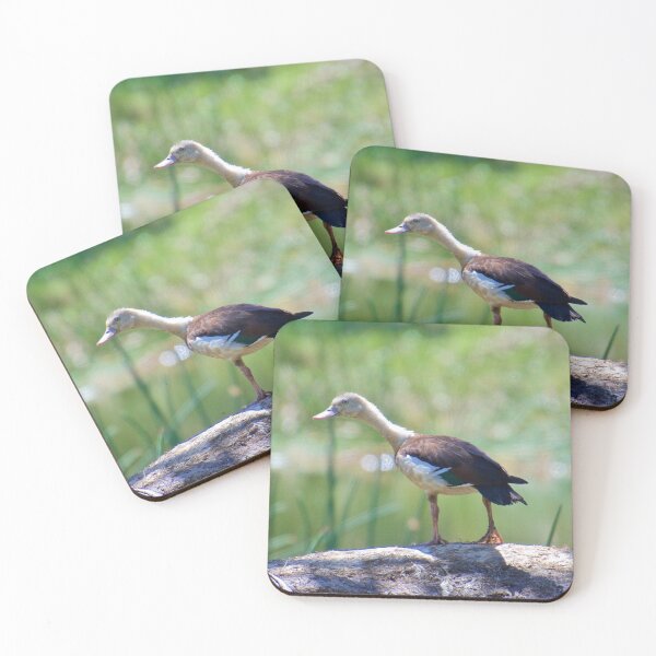 Item preview, NT ~ WATERFOWL ~ Radjah Shelduck XM5ETAPV by David Irwin 131019 designed and sold by tasmanianartist.