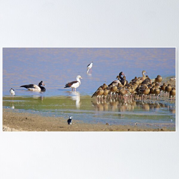 NT ~ WATERFOWL ~ Magpie Goose CCHJJSBL, Radjah Shelduck, Black-winged Stilt, Plumed Whistling-Duck by David Irwin 131019 Poster
