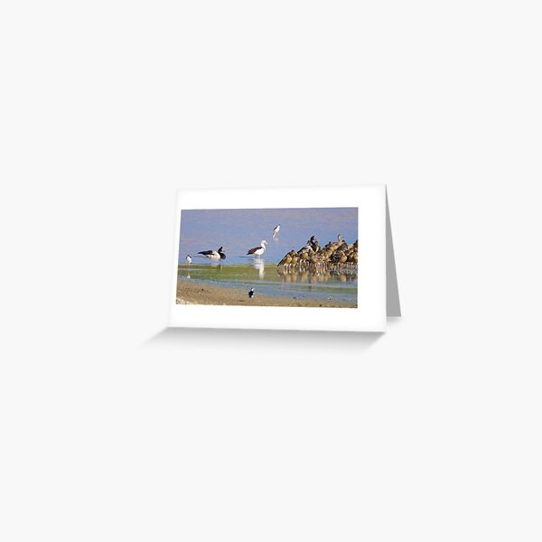 NT ~ WATERFOWL ~ Magpie Goose CCHJJSBL, Radjah Shelduck, Black-winged Stilt, Plumed Whistling-Duck by David Irwin 131019 Greeting Card