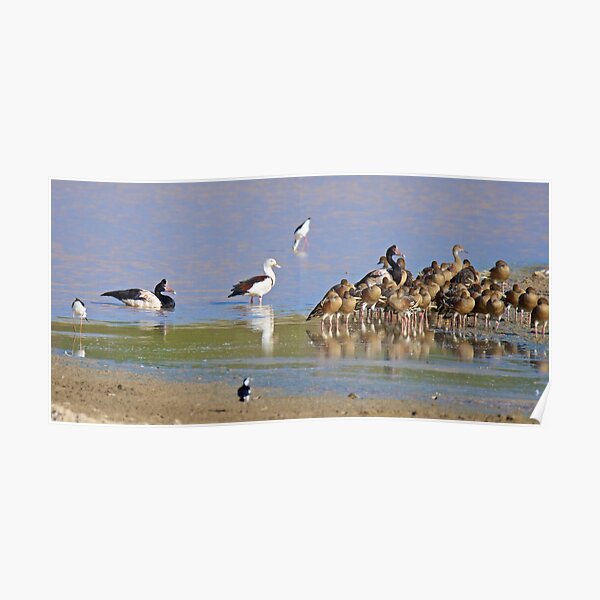 NT ~ WATERFOWL ~ Magpie Goose CCHJJSBL, Radjah Shelduck, Black-winged Stilt, Plumed Whistling-Duck by David Irwin 131019 Poster