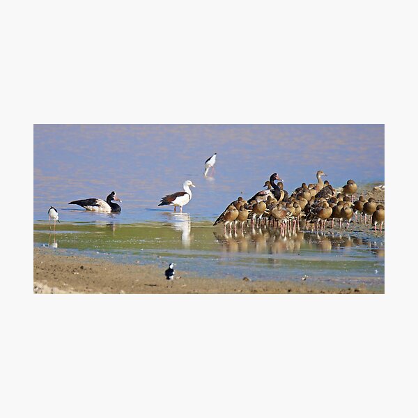 NT ~ WATERFOWL ~ Magpie Goose CCHJJSBL, Radjah Shelduck, Black-winged Stilt, Plumed Whistling-Duck by David Irwin 131019 Photographic Print