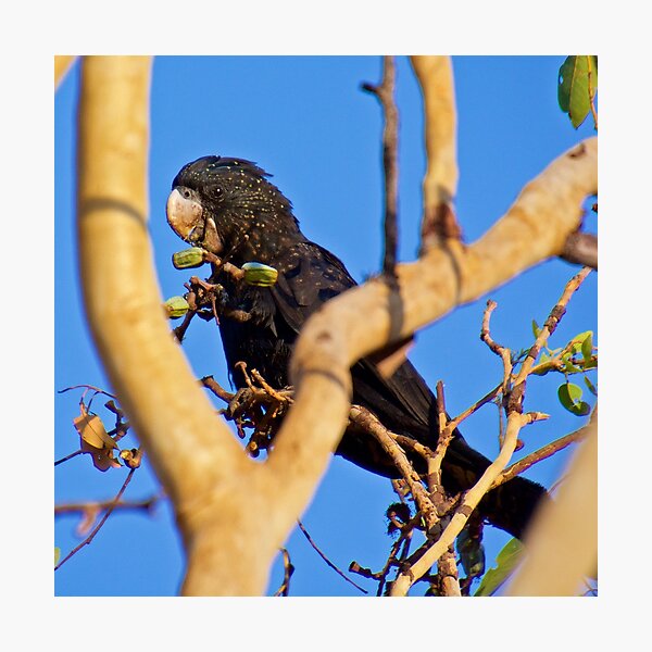 NT ~ PARROT ~ Red-railed Black Cockatoo 2 by David Irwin 131019 Photographic Print