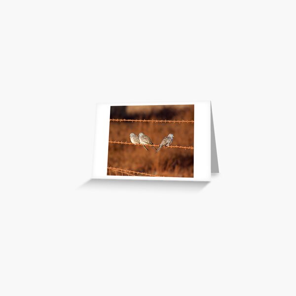 NT ~ DOVE ~ Peaceful Dove by David Irwin 131019 Greeting Card