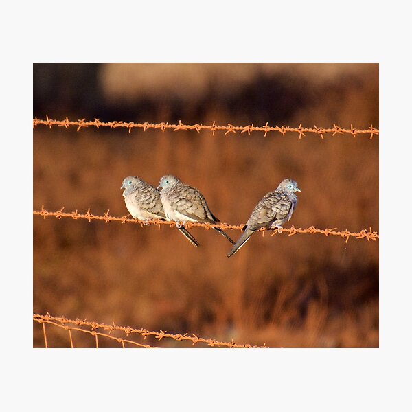 NT ~ DOVE ~ Peaceful Dove by David Irwin 131019 Photographic Print