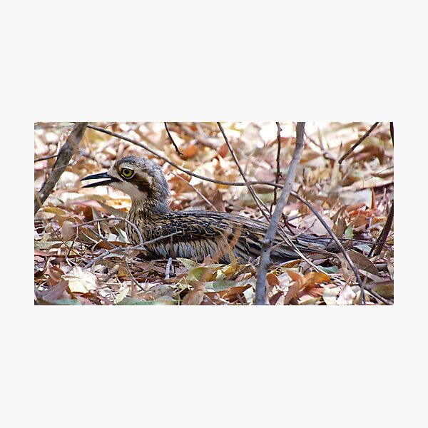 NT ~ CURLEW ~ Bush Stone-curlew by David irwin 131019 Photographic Print