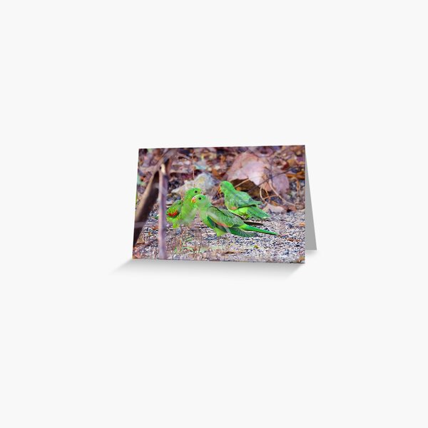 NT ~ PARROT ~ Red-winged Parrot (juv) by David Irwin 131019 Greeting Card