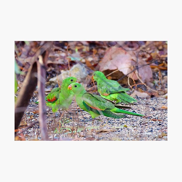 NT ~ PARROT ~ Red-winged Parrot (juv) by David Irwin 131019 Photographic Print