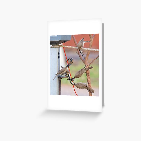 NT ~ FRIARBIRD ~ Silver-crowned Friarbird by David Irwin 131019 Greeting Card