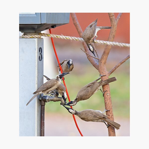 NT ~ FRIARBIRD ~ Silver-crowned Friarbird by David Irwin 131019 Photographic Print
