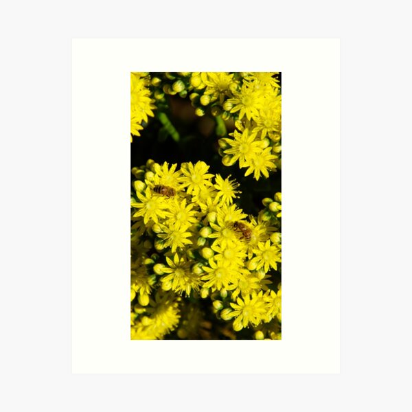 Item preview, Yellow Succulent with Bee by South Australian artist Avril Thomas designed and sold by MagpieSprings.
