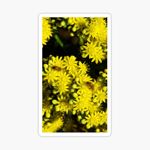 Item preview, Yellow Succulent with Bee by South Australian artist Avril Thomas designed and sold by MagpieSprings.