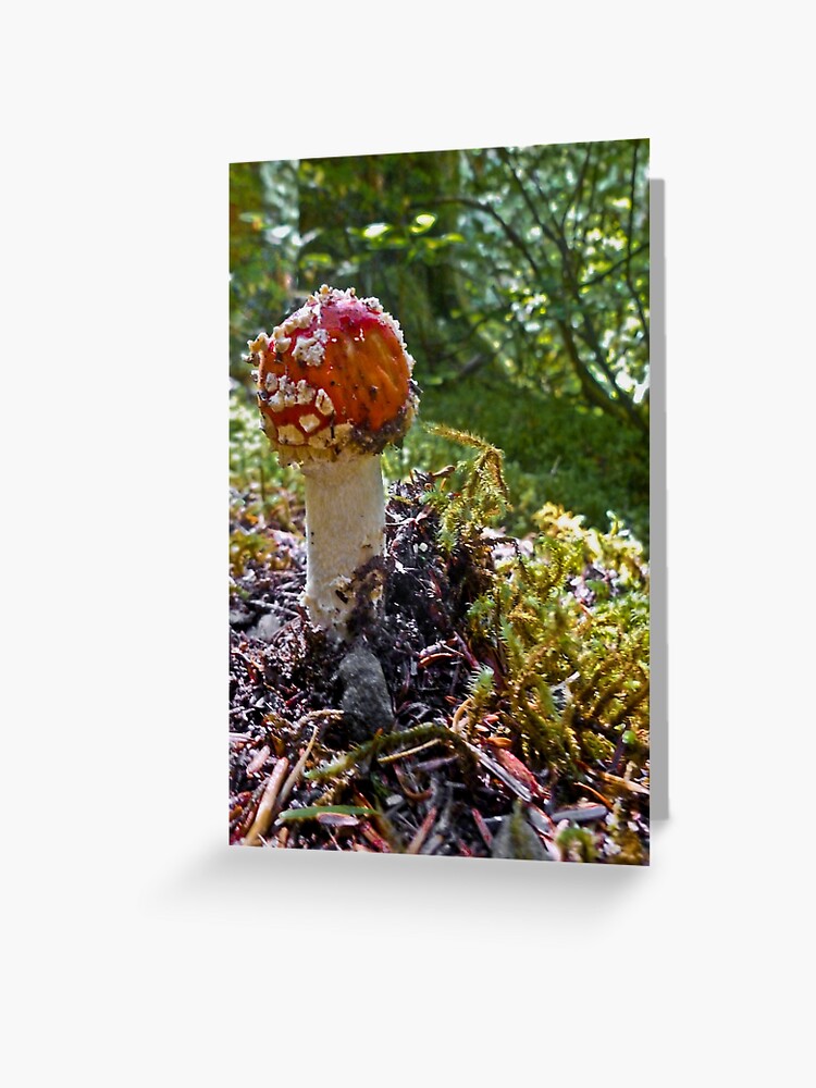 Red And White Mushroom Amanita Muscaria Greeting Card By Elainebawden Redbubble