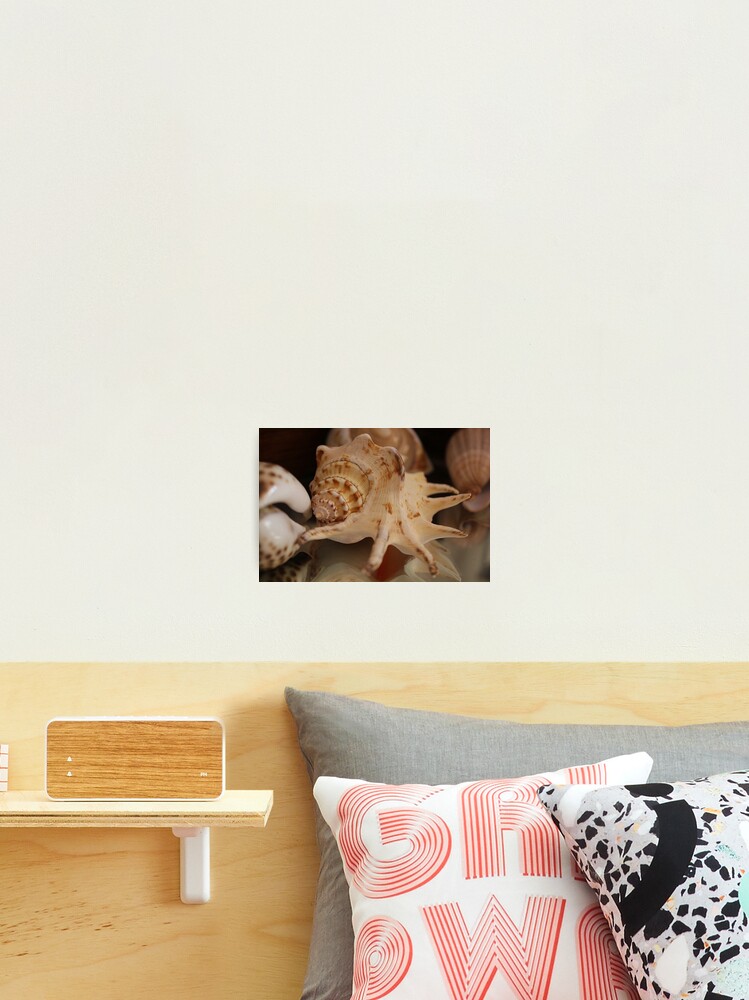 Thumbnail 2 of 3, Photographic Print, Shells Shells Shells designed and sold by ames777.