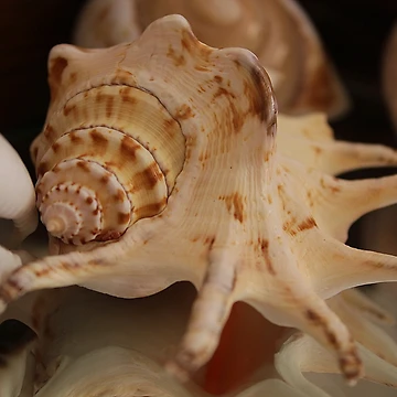 Artwork thumbnail, Shells Shells Shells by Amy Dee