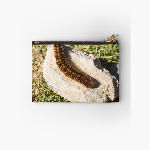 Item preview, Caterpillar of the oak eggar moth, Lasiocampa quercus. designed and sold by Andy Chisholm.