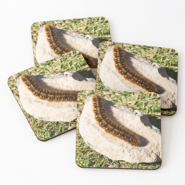 Item preview, Caterpillar of the oak eggar moth, Lasiocampa quercus. designed and sold by Andy Chisholm.