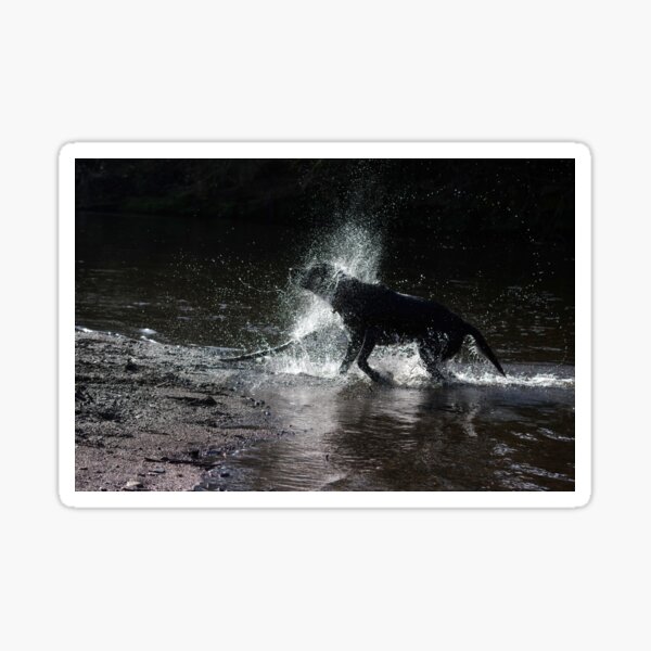 Black labrador shaking water Sticker