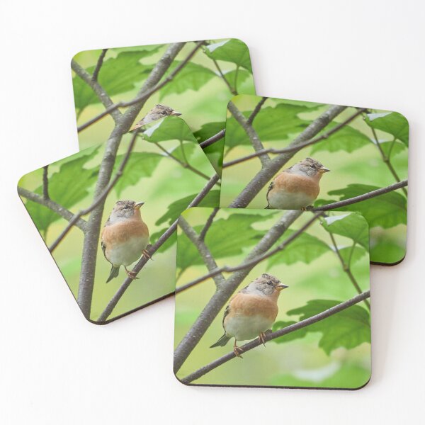 Item preview, The Curious Brambling designed and sold by Jouko Lehto Photography.