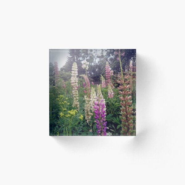 lupins Acrylic Block