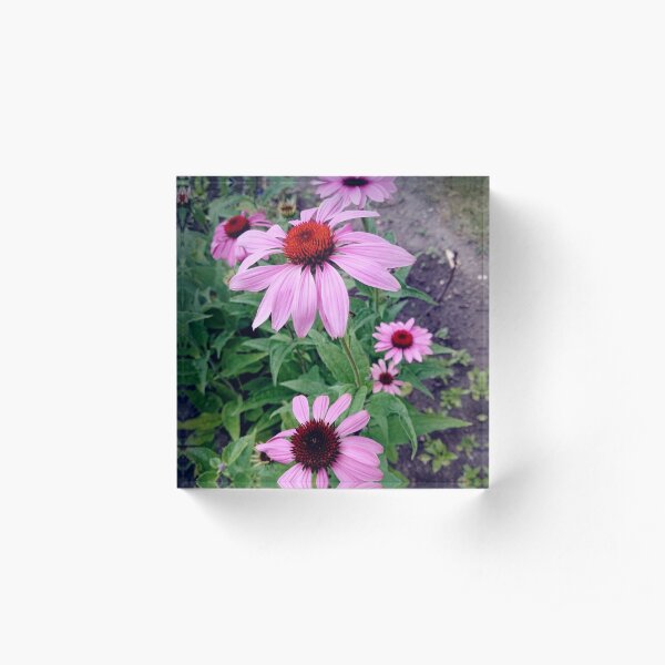 Roter Sonnenhut Acrylblock