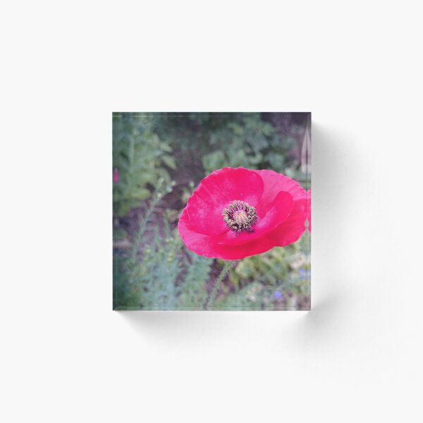 Roter Seidenmohn Acrylblock
