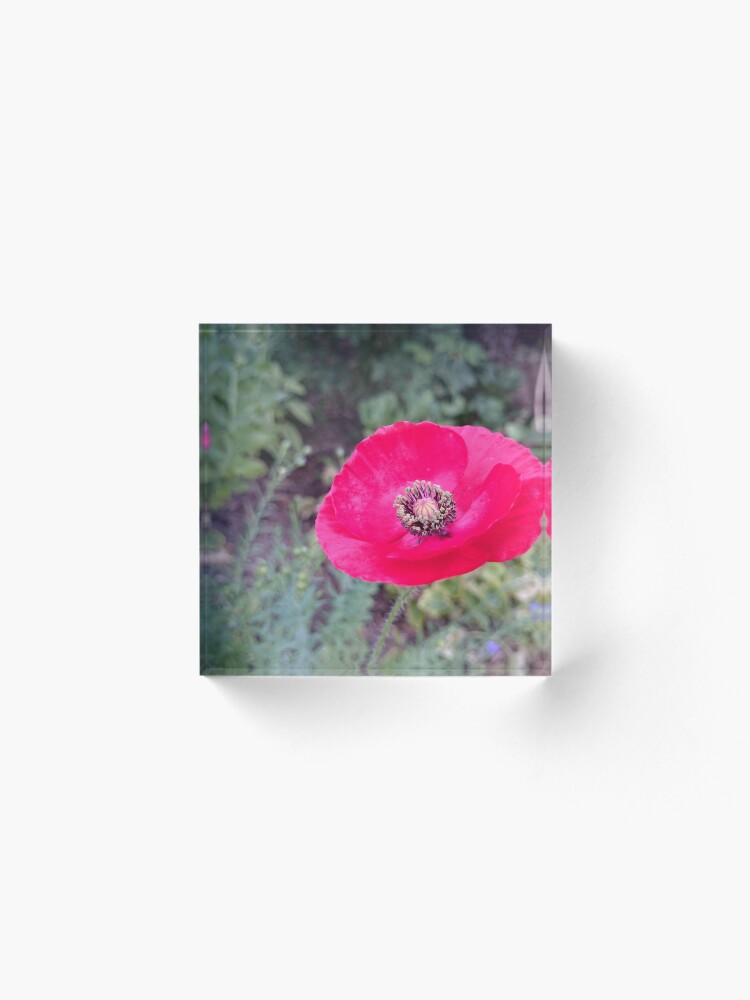 Alternative Ansicht von Roter Seidenmohn Acrylblock