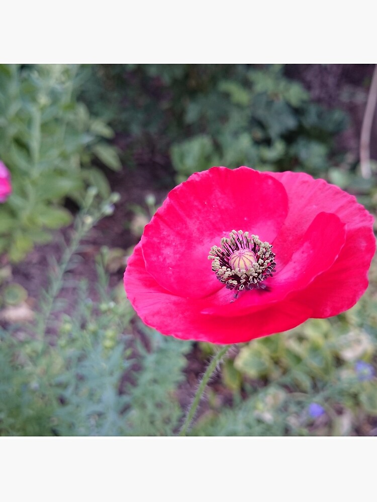 Roter Seidenmohn von Gourmetkater