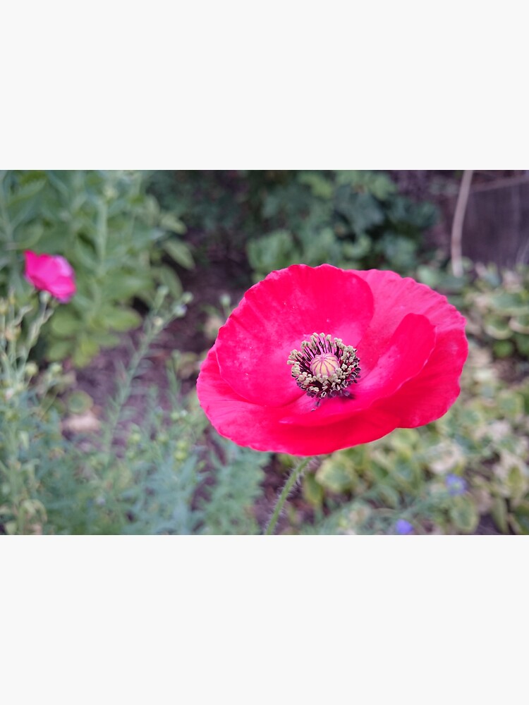 Roter Seidenmohn von Gourmetkater
