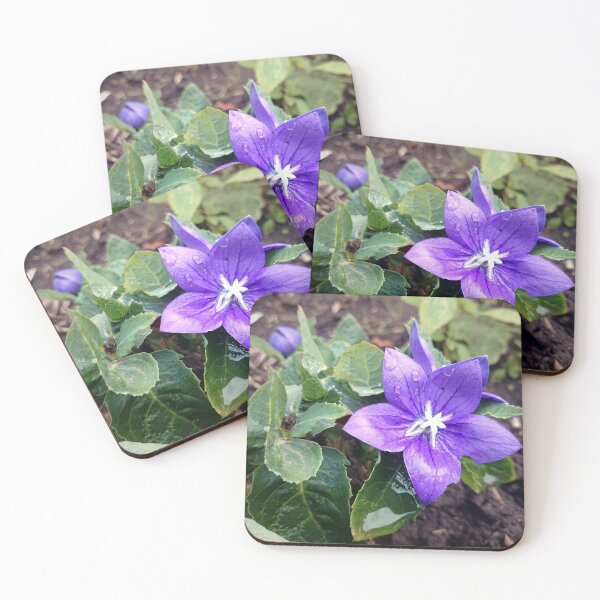 Item preview, balloon flower designed and sold by Gourmetkater.