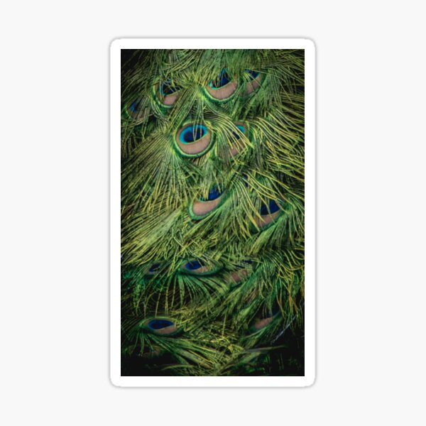 Peacock Feathers Sticker