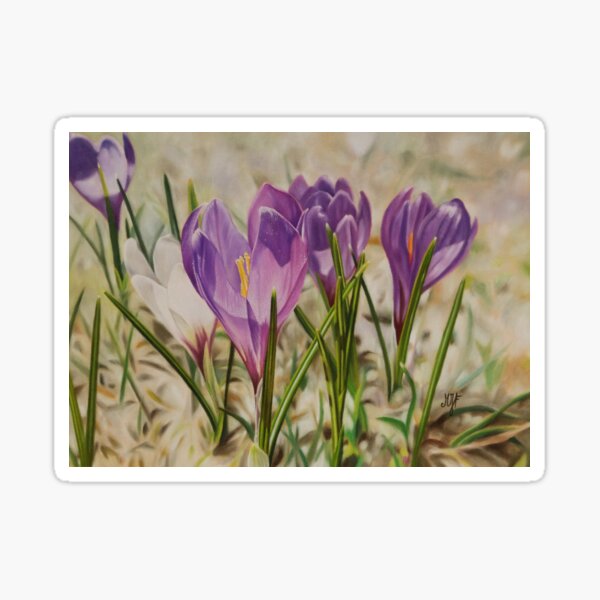 Crocus Sticker